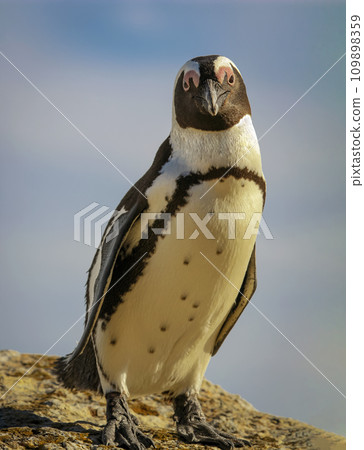 African spectacled Penguin poses on coastal rock against the background of the ocean. African spectacled Penguin poses on coastal rock against the background of the ocean. 109898359