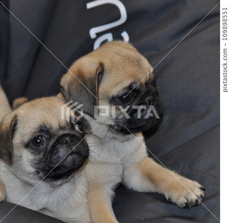 Two pug puppies on a soft black pillow with a sleepy look closeup stock photo Two pug puppies on a soft black pillow with a sleepy look closeup stock photo 109898551