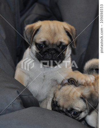 Pug puppy put paw on another puppy's head vertical stock photo  109898553