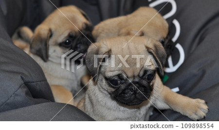 Three Funny Pug Cubs In A Fabric Nest Closeup Stock Photo 109898554