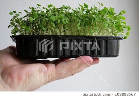Black flat container with live microgreens on a human palm on a white background Black flat container with live microgreens on a human palm on a white background 109898567
