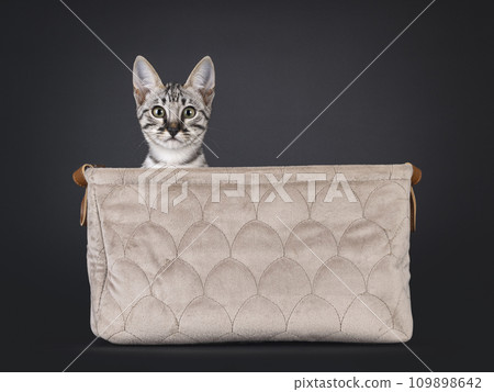 Savannah cat kitten on black 109898642