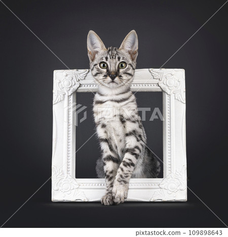 Savannah cat kitten on black Savannah cat kitten on black 109898643