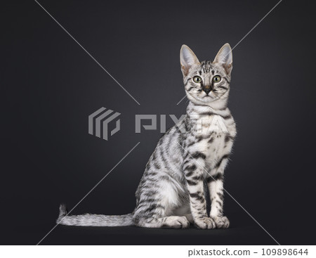Savannah cat kitten on black 109898644