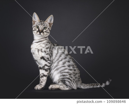 Savannah cat kitten on black 109898646