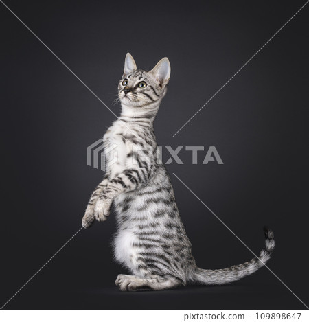 Savannah cat kitten on black 109898647