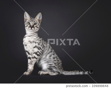 Savannah cat kitten on black 109898648
