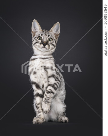Savannah cat kitten on black 109898649