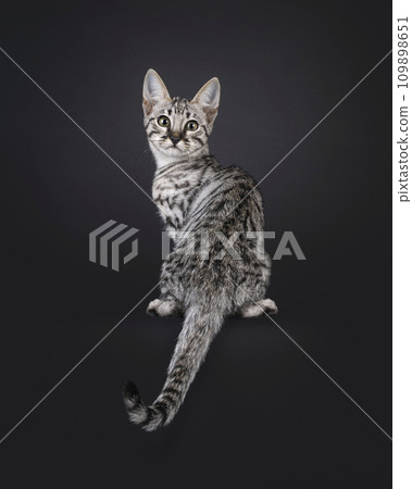 Savannah cat kitten on black 109898651