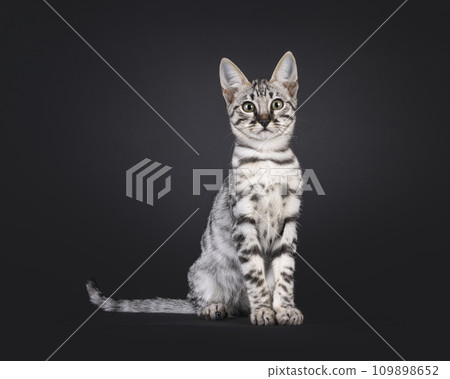 Savannah cat kitten on black 109898652