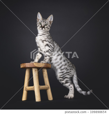 Savannah cat kitten on black 109898654