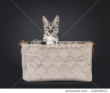 Savannah cat kitten on black 109898655