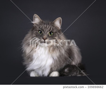 Norwegian Forestcat on black background 109898662