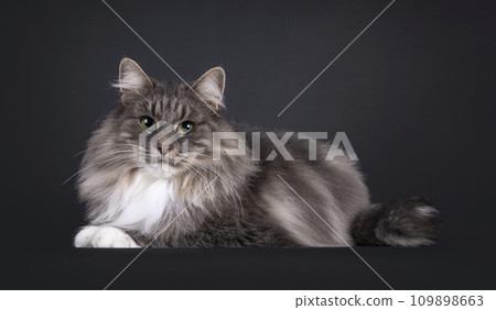 Norwegian Forestcat on black background 109898663