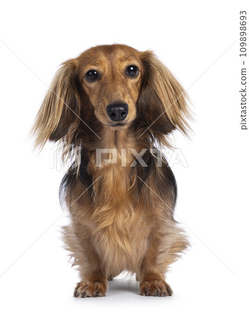 Teckel on white background 109898693