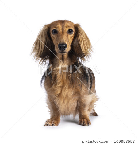 Teckel on white background 109898698