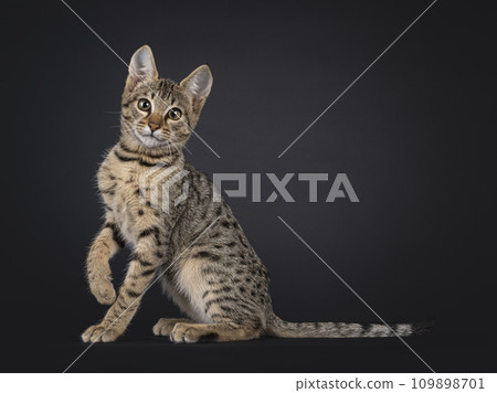 Black tabby spotted cat on black Black tabby spotted cat on black 109898701