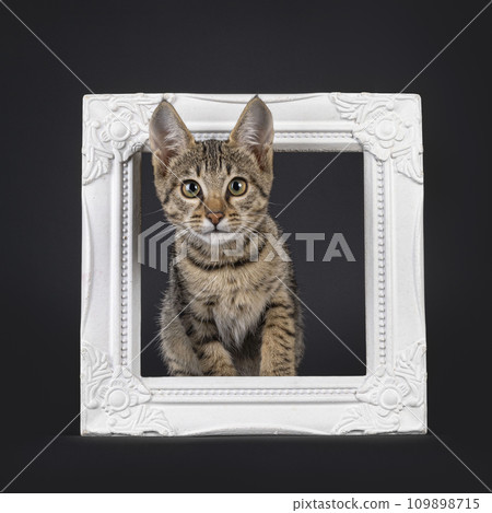 Black tabby spotted cat on black 109898715