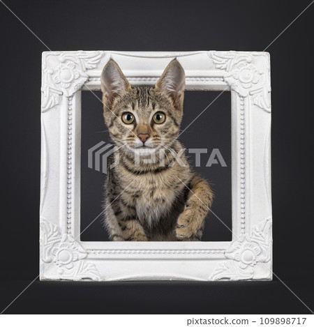 Black tabby spotted cat on black 109898717