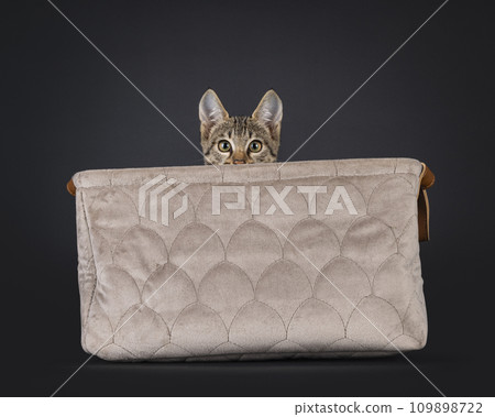 Black tabby spotted cat on black 109898722