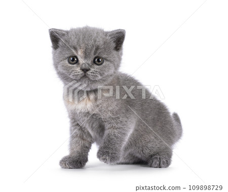 British Shorthair cat kitten on white British Shorthair cat kitten on white 109898729