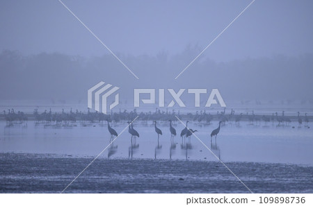 Flock of birds, Common Crane, migration in Hortobagy National Park, UNESCO World Heritage Site, Puszta is one of largest meadow and steppe ecosystems in Europe, Hungary 109898736