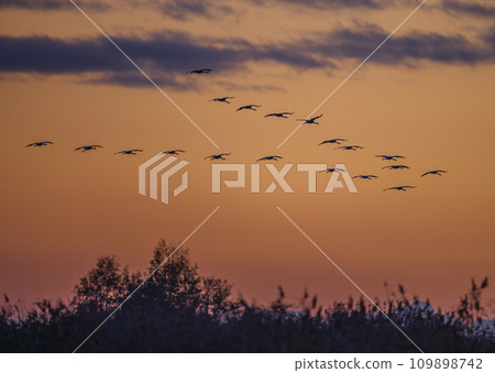 Flock of birds, Common Crane, migration in Hortobagy National Park, UNESCO World Heritage Site, Puszta is one of largest meadow and steppe ecosystems in Europe, Hungary 109898742