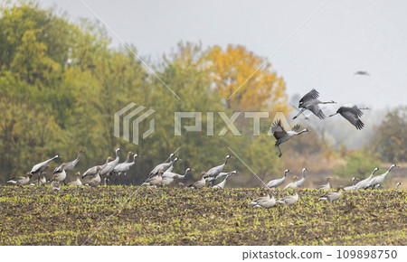 Flock of birds, Common Crane, migration in Hortobagy National Park, UNESCO World Heritage Site, Puszta is one of largest meadow and steppe ecosystems in Europe, Hungary 109898750