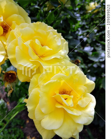 Yellow rose flowers on green leaves background 109899828