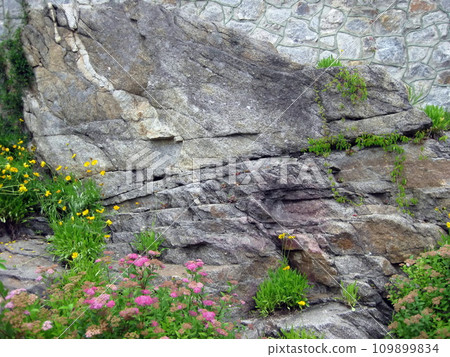red and yellow flowers on gray stone background 109899834