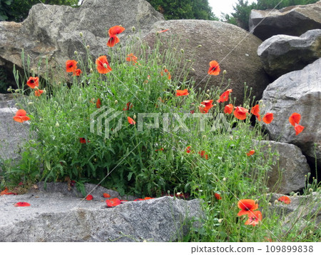 Gray stone background with red poppy flowers Gray stone background with red poppy flowers 109899838