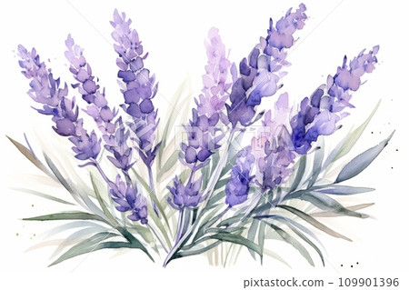 Water illustration of lavender 109901396