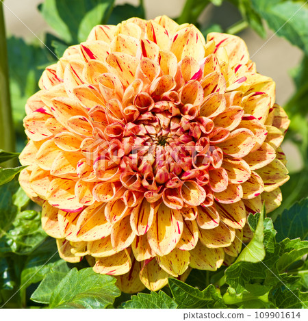 Dahlia flower in the garden. Dahlia flower in the garden. 109901614