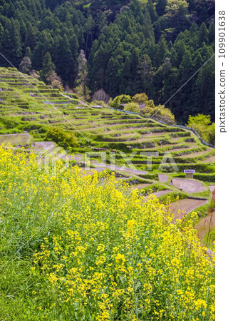 【春天的丸山千枚田】油菜花盛開的時候 109901638