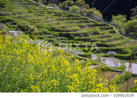[Spring Maruyama Senmaida] When rape blossoms bloom 109901639