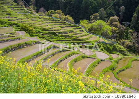 [Spring Maruyama Senmaida] When rape blossoms bloom 109901646