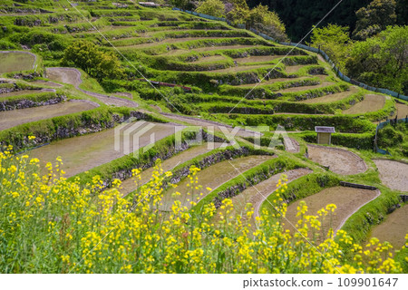 [Spring Maruyama Senmaida] When rape blossoms bloom 109901647