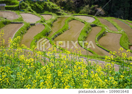【春天的丸山千枚田】油菜花盛開的時候 109901648