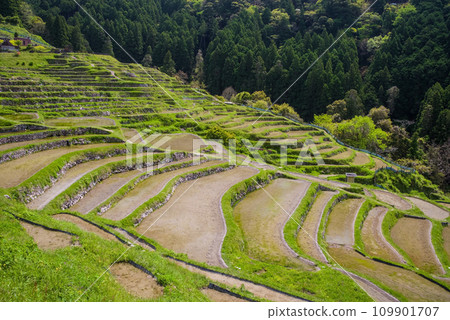 《Maruyama Senmaida in Spring》 Terraced rice fields covered with water 《Maruyama Senmaida in Spring》 Terraced rice fields covered with water 109901707