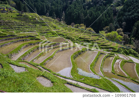 《Maruyama Senmaida in Spring》 Terraced rice fields covered with water 《Maruyama Senmaida in Spring》 Terraced rice fields covered with water 109901708