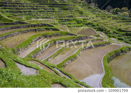 《Maruyama Senmaida in Spring》 Terraced rice fields covered with water 109901709