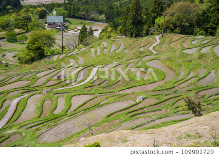 《Maruyama Senmaida in Spring》 Terraced rice fields covered with water 109901720