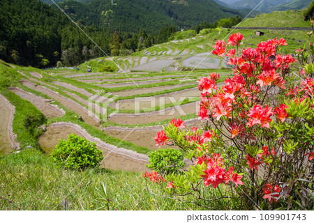 [Spring Maruyama Senmaida] When the azaleas bloom 109901743