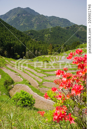 [Spring Maruyama Senmaida] When the azaleas bloom 109901746