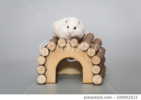 White Dzhungarian hamster on wooden house White Dzhungarian hamster on wooden house 109902615