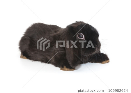 Little decorative fold rabbit  in black Little decorative fold rabbit  in black 109902624