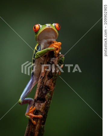Red-eyed Tree Frog in Costa Rica  109902905