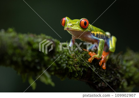 Red-eyed Tree Frog in Costa Rica Red-eyed Tree Frog in Costa Rica 109902907