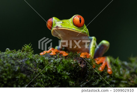 Red-eyed Tree Frog in Costa Rica  109902910