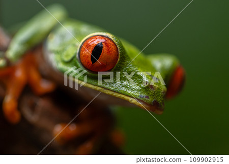 Red-eyed Tree Frog in Costa Rica  109902915